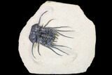 Spiny Dicranurus Trilobite - Atchana, Morocco #161342-4
